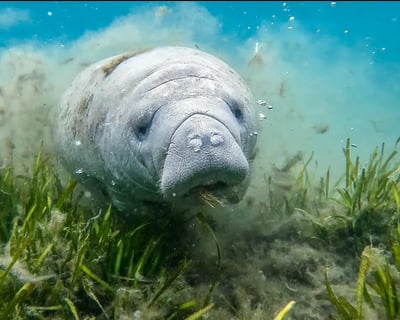 Private Manatee Snorkel Tour in Crystal River