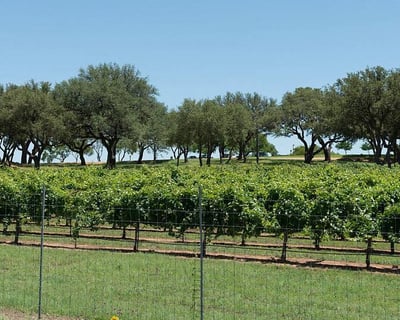 Texas Hill Country Wine Tour: 3 Wineries & Lunch