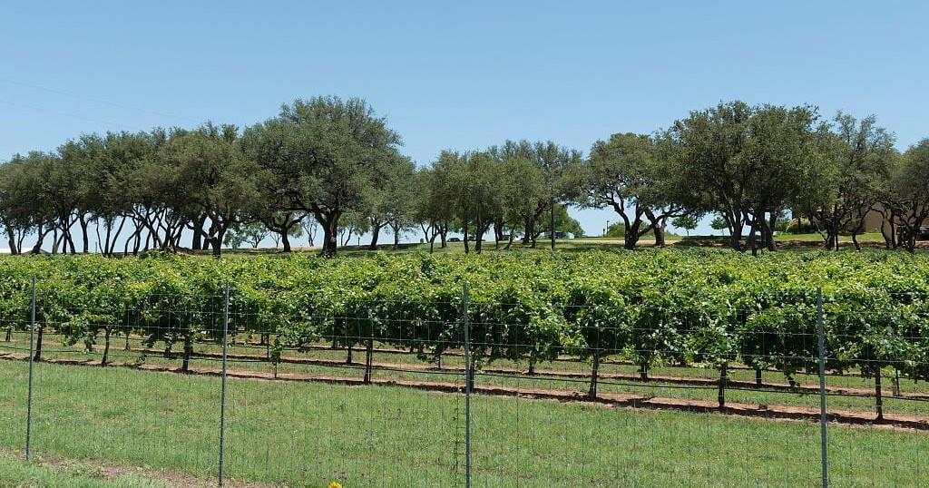 Texas Hill Country Wine Tour: 3 Wineries & Lunch