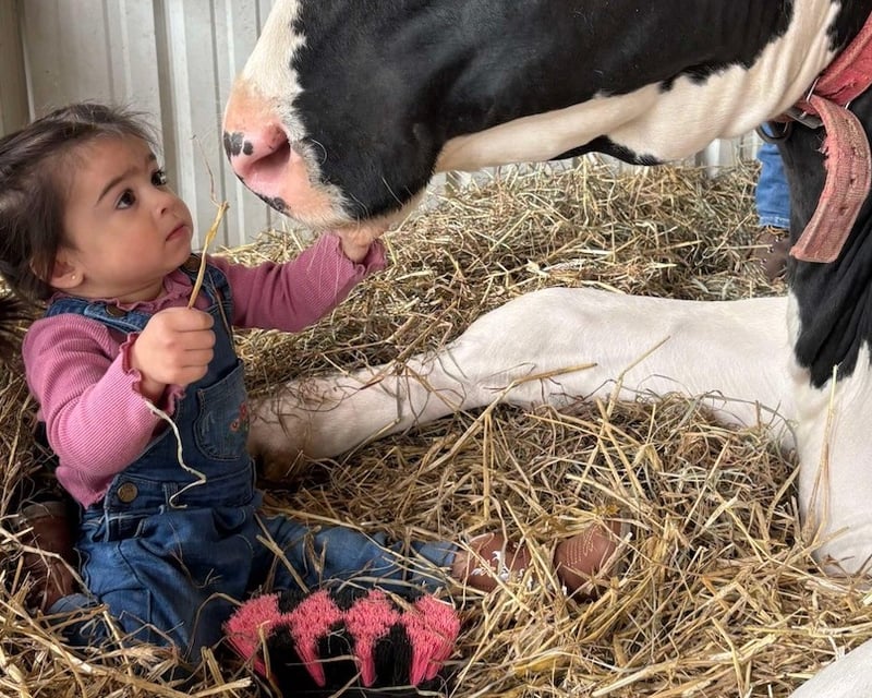 Private Cow Cuddling & Grooming on an Easton, PA Farm