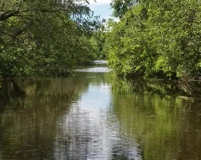 2-Hour Guided Bayou Tour in St. Bernard Parish