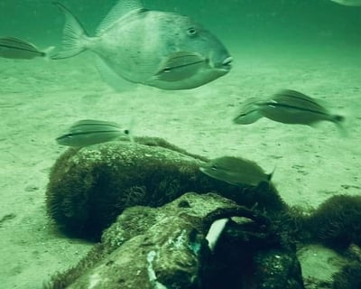 2-Tank Near-Shore Dive Trip in Orange Beach