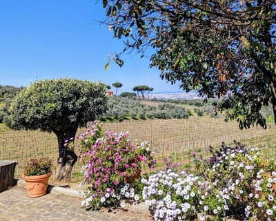 Frascati Vineyard Wine Tasting Tour