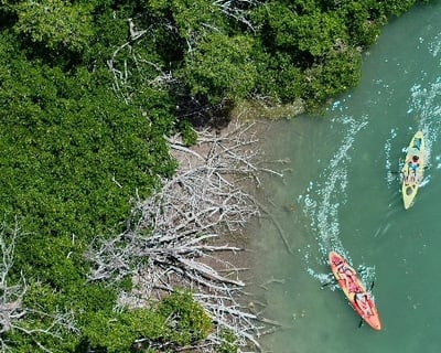 Guided Mangrove Kayak Tour in Islamorada