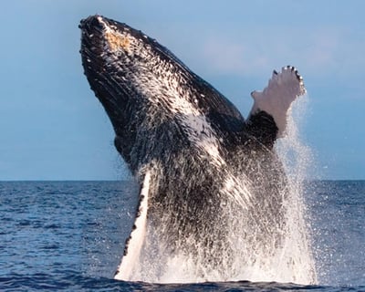 Deluxe West Oahu Whale Watch with Guarantee