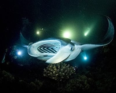 Late Manta Ray Snorkel Cruise in Kona