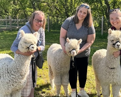 Alpaca Farm Walk in River Falls, Wisconsin