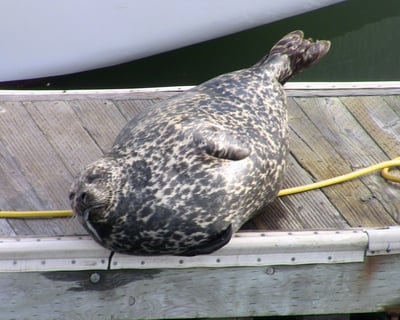 2-Hour Shark & Wildlife Cruise in Santa Cruz