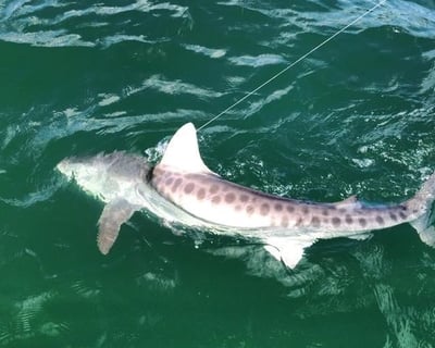 Nearshore Fishing & Shelling Charter in Marco Island