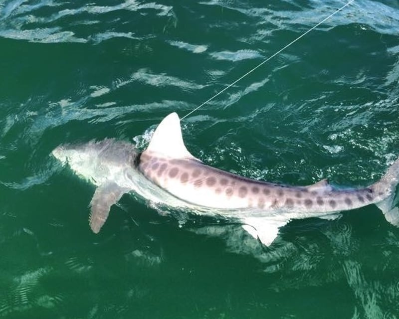 Nearshore Fishing & Shelling Charter in Marco Island