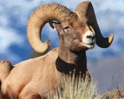 Guided Yellowstone Wildlife Safari