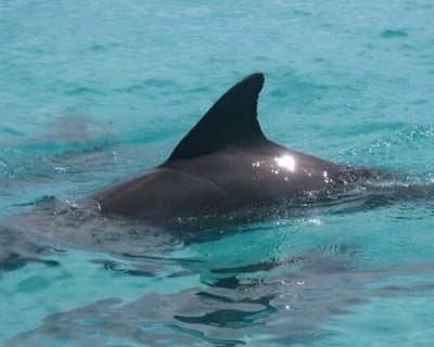 Choose-Your-Activities Private Charter