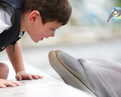 Meet a Dolphin Dock Experience in Key Largo