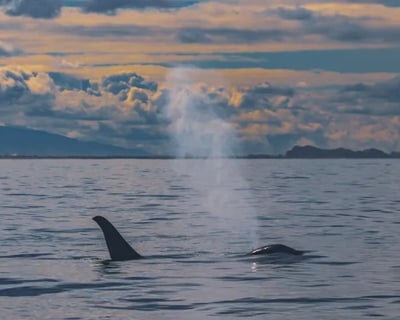 Monterey Bay Whale Watching at Sunset Tour