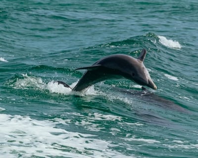 Port Aransas Dolphin Watching Cruise