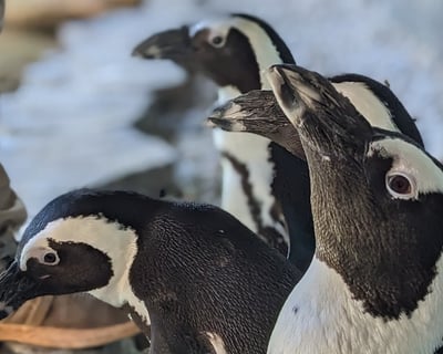 Meet Adult Penguins in North Georgia