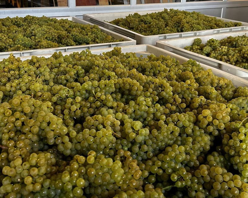 Urban Winery Harvest Tour & Tasting in Washington DC