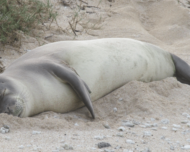 Hawaiian Monk Seal Hiking Tour on Oahu's North Shore