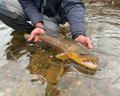 Antietam Creek Guided Trout Fishing