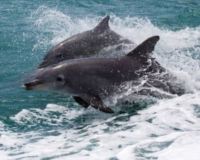 Perdido Key Dolphin Cruise