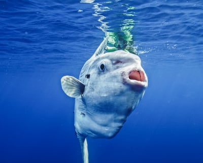 San Diego Ocean Snorkeling with Sunfish & Whales