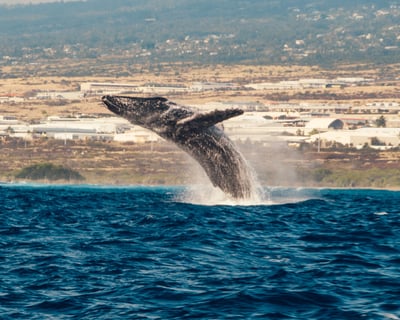 Whale Watching Tour in Kailua-Kona