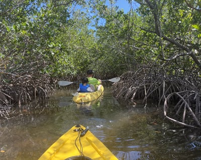 Sarasota 3-Hour Clear-Bottom Kayak Tour
