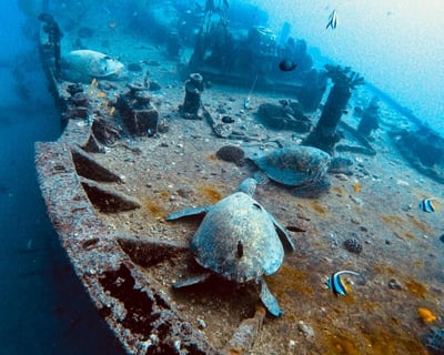 Honolulu Wreck & Reef Two-Tank Boat Dive