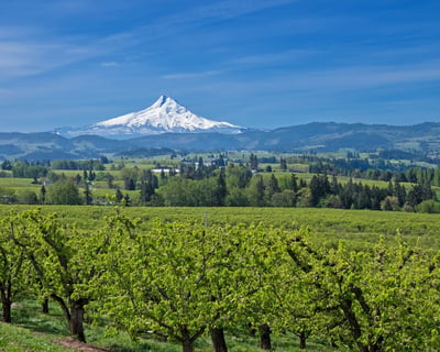 Self-Guided Fruit Loop E-Bike Ride in Hood River