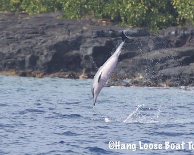 Kealakekua Bay and Capt. Cook Marine Adventure