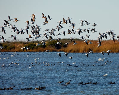 3-Hour Birding Tour at Pea Island NWR