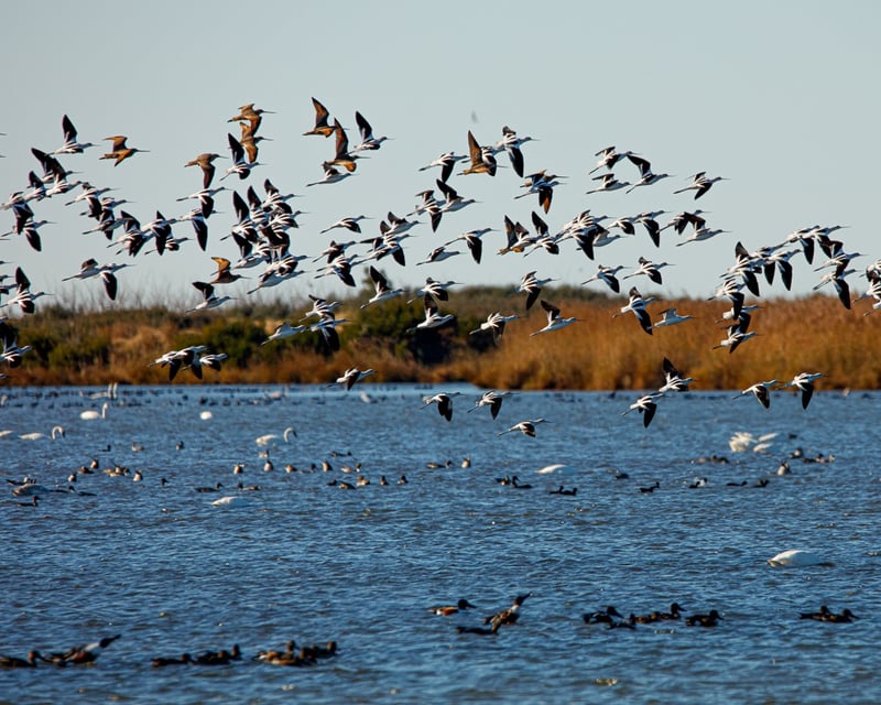 3-Hour Birding Tour at Pea Island NWR