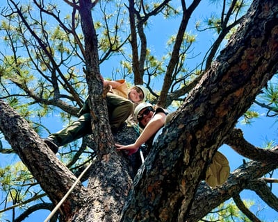 Santa Fe Mother Tree Canopy Climb
