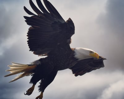 Ketchikan Express Wildlife Viewing, Eagle Feeding & Whale Watching