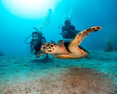 St. Thomas Full-Day Private Dive & Snorkel Charter