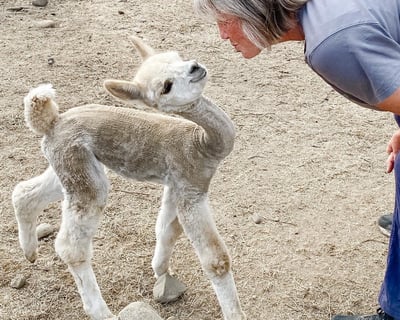 Alpaca Farm Tour in Carnation