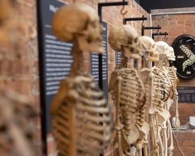 Explore The Bone Museum Exhibits In Brooklyn