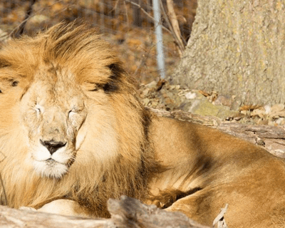 Behind-the-Scenes Carnivore Tour in Eureka Springs
