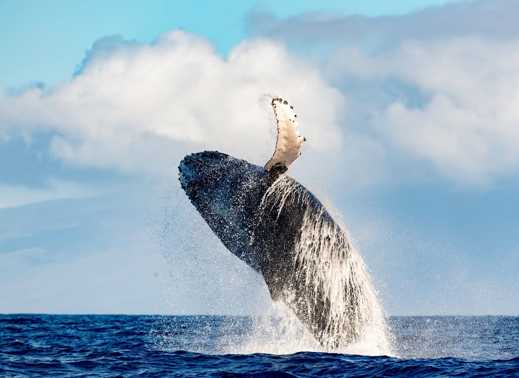 Hear & See Humpback Whales on Waikiki Trimaran
