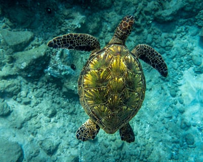 Turtle Town Snorkel with Turtles and Free Underwater Photos