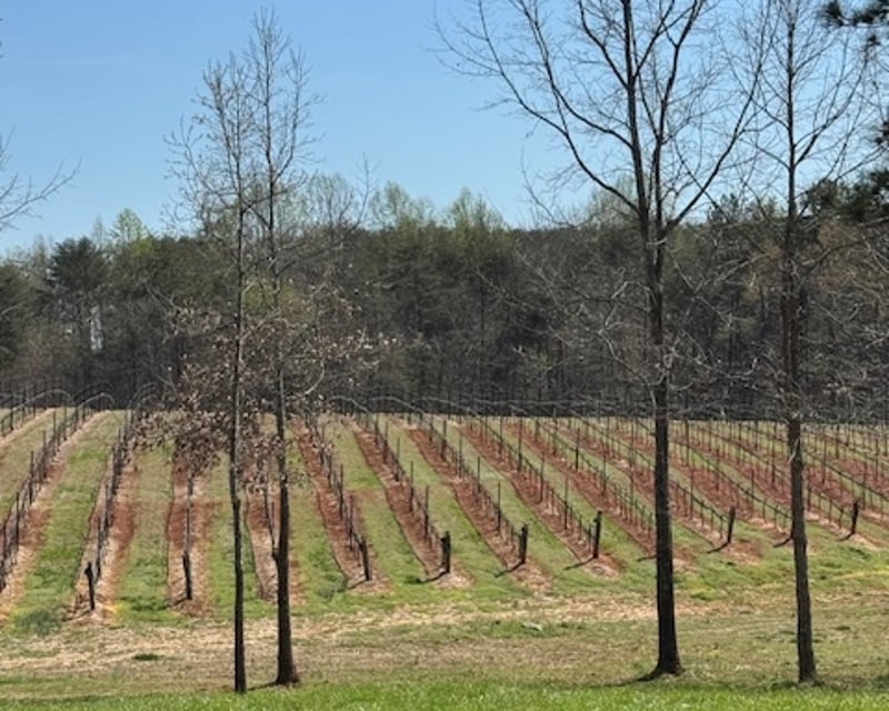 Guided 2-Winery Tour in Polk County, NC