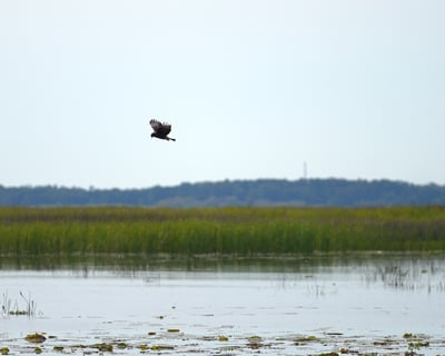 Everglades Wildlife Cruise in Kissimmee