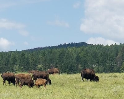 Private Custer State Park Jeep Safari & Hiking Tour