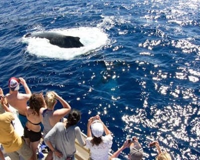 Ma'alaea Whale Watching With Marine Naturalists