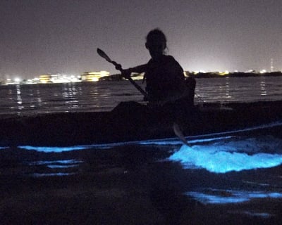 Paddle a 90-Minute Bioluminescent Kayak Tour in Cocoa Beach
