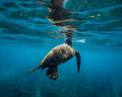 Waikiki Sea Turtle Snorkel & Photo ID Research