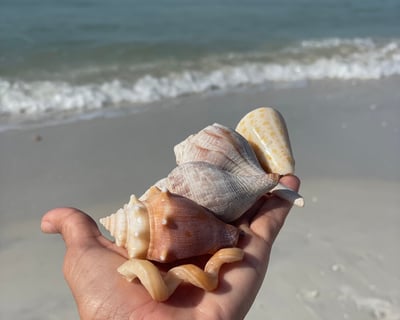 Private 3-Hour Dolphin and Shelling Charter