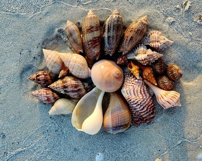 Naples Shelling Boat Tour to Keewaydin Island