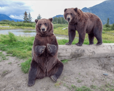 Visit Alaska Wildlife Conservation Center From Anchorage