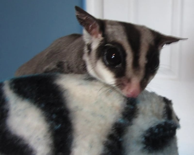 Hands-On Small Animal Encounter in Finksburg, MD